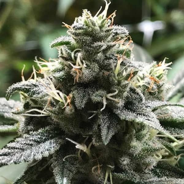 Eli Seed > R-Kiem Seeds | Feminized Cannabis   |  Sativa